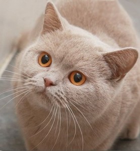 Окрас фавн британских кошек: британская кошка фавн: британская кошка фавн, британский кот фавн, британцы фавн    